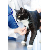 contato de veterinário especialista em gatos Chácaras de Recreio