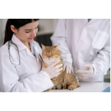 endereço de clínica veterinária cães e gatos Chácaras Fazenda Coelho