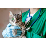 endereço de clínica veterinária para castrar gatos Parque Fazendinha