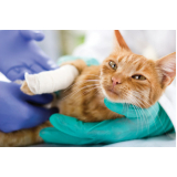 Veterinário Especialista em Gatos