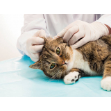 exame de sangue em gatos procedimento Jardim Nova Hortolândia