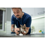 exame para detectar toxoplasmose em gatos Jardim Paulistinha