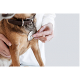 exames laboratoriais veterinários Parque Villa Flores