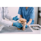 Exame para Prevenção de Doença Renal em Animais