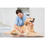 hospital veterinário para cachorros Residencial Anauá