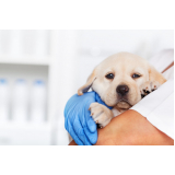 hospital veterinário para gatos e cachorros contato Jardim Stella
