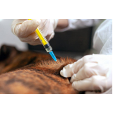 microchipagem canina procedimento Chácaras de Recreio
