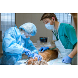 onde fazer cirurgia para gatos Santa Emília