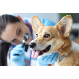 onde marcar veterinário de cães Jardim Nova Boa Vista