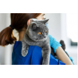 onde marcar veterinário ortopedista para gatos Chácaras Panaio