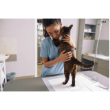 tratamento para gripe em gatos Residencial Jardim de Mônaco