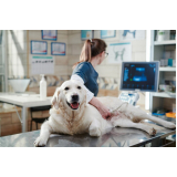 ultrassonografia para cachorro agendar Remanso Campineiro