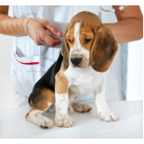 vacina antirrábica em cachorro onde faz Parque Odimar