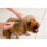 vacina antirrábica em cachorro Jardim Lirio