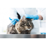 vacina antirrábica gato onde faz Jardim das Colinas