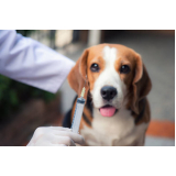 vacina contra gripe para cães Jardim Adelaide
