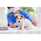 vacina de cachorro onde faz Jardim Nova América
