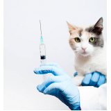 vacina de raiva para gatos Jardim São Camilo