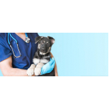 vacina filhote cachorro onde faz Chácaras Nova Boa Vista