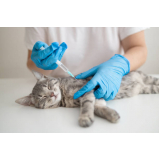 vacina polivalente gatos onde faz Campineiro