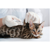 vacina quíntupla felina Planalto do Solo
