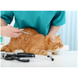 vacina raiva gato Residencial Anauá