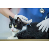 vacina v5 para gatos Vila Guedes
