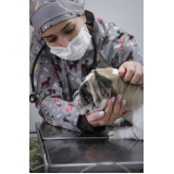 veterinária especialista em limpeza de tártaro marcar Campineiro