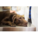 veterinária especialista em olhos de cachorro contato Jardim Nova América