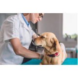 veterinária especialista em pele de cachorro contato Jardim Estefânia