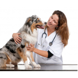veterinário cachorro Vila Guedes
