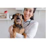 veterinário cães e gatos contato Jardim Interlagos