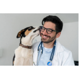 veterinário cães e gatos Vila Real Santista