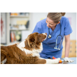 veterinário de cães Jardim Stella