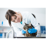 veterinário especialista em animais com câncer Jardim Marchissolo