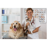 veterinário especialista em cachorro Vila Padre Anchieta