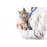 veterinário especialista em gatos Parque Santa Bárbara