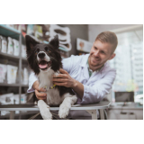 veterinário especialista em ouvido de cachorro contato Jardim Adelaide