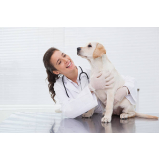 veterinário para cachorro Sítio Panorama