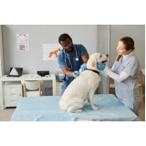 Veterinário Cães