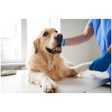 veterinário para cães contato Parque Terras de Santa Maria