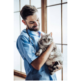 veterinários especialistas em gatos agendar Jardim Minda