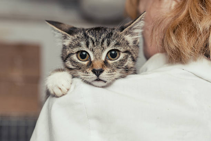 Tratamento para Cistite em Gatos Contratar Chácaras Luzitana - Tratamento para Conjuntivite em Gatos