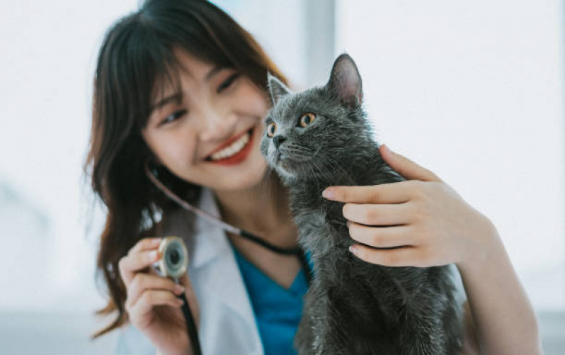 Tratamento para Colangite em Gatos Contratar Jardim das Figueiras II - Tratamento para Gripe em Gatos