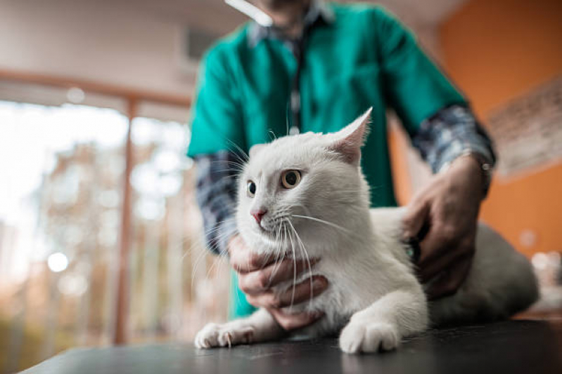 Tratamento para Esporotricose em Gatos Contratar Residência João Luiz - Tratamento para Pancreatite em Gatos