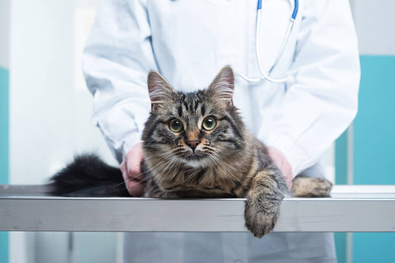Tratamento para Esporotricose em Gatos Jardim do Lago - Tratamento para Pancreatite em Gatos