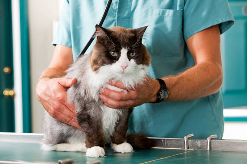 Tratamento para Gatos Contratar Parque Olívio Franceschini - Tratamento para Gatos