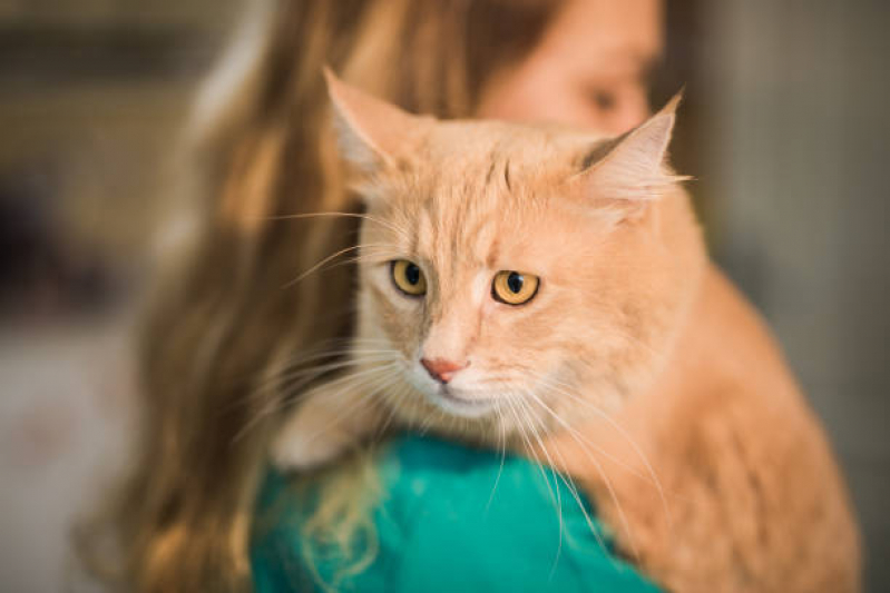 Tratamento para Gengivite em Gatos Chácaras Luzitana - Tratamento para Esporotricose em Gatos