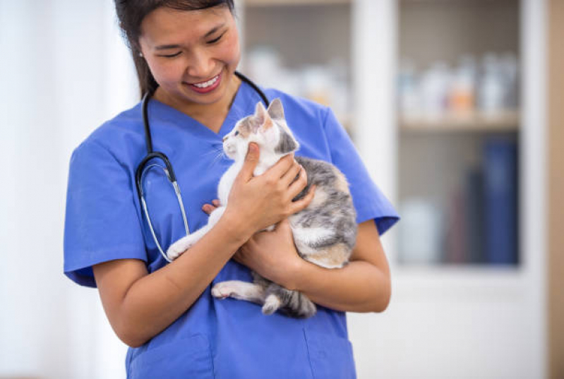 Tratamento para Gripe em Gatos Contratar Residencial Jardim de Mônaco - Tratamento para Colangite em Gatos