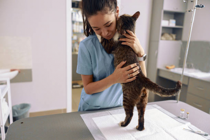 Tratamento para Gripe em Gatos Jardim São Camilo - Tratamento para Esporotricose Felina